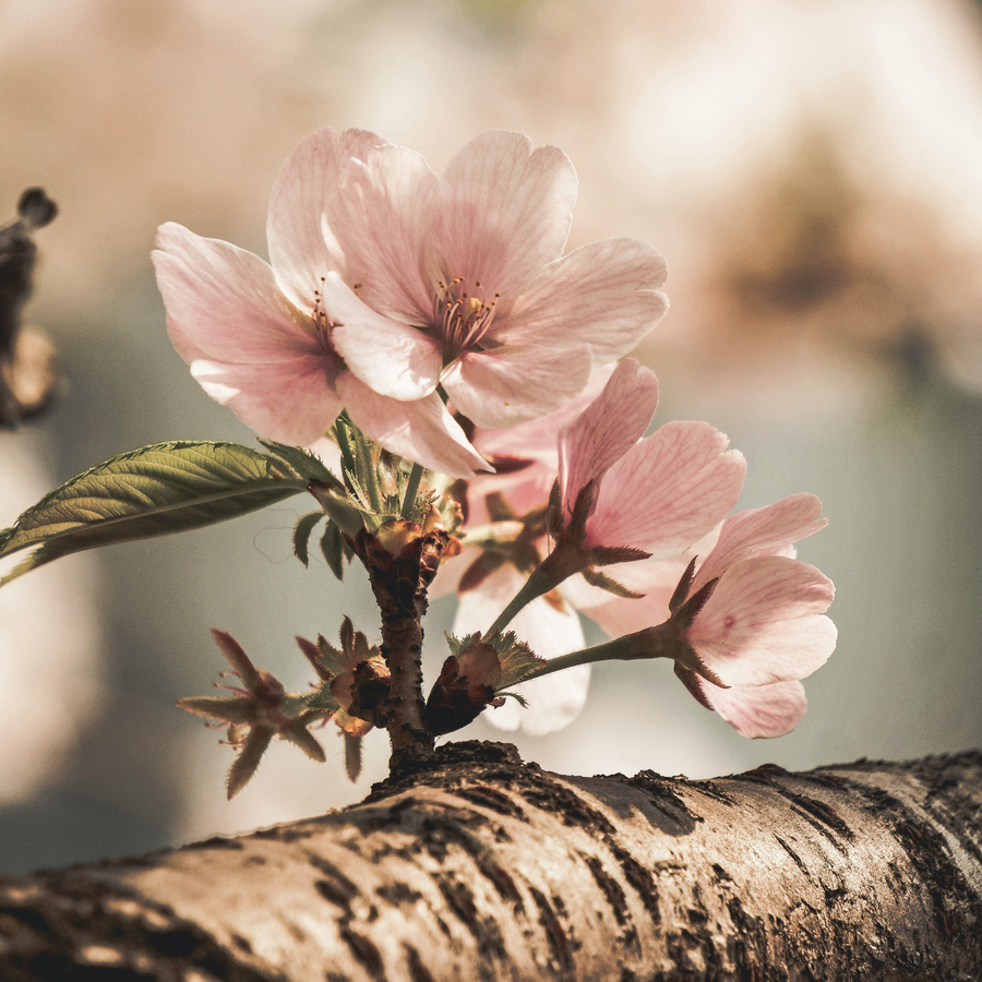 pink manuka flower in bloom